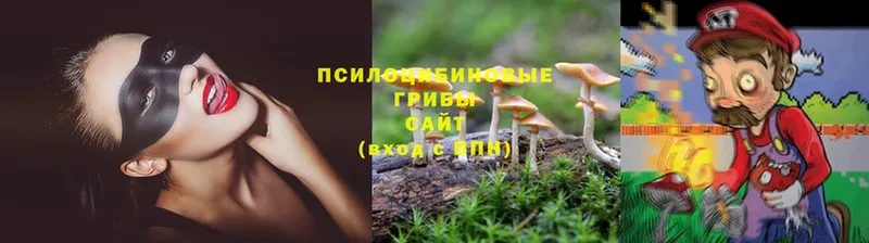 Псилоцибиновые грибы Psilocybe  цены   Приморско-Ахтарск 